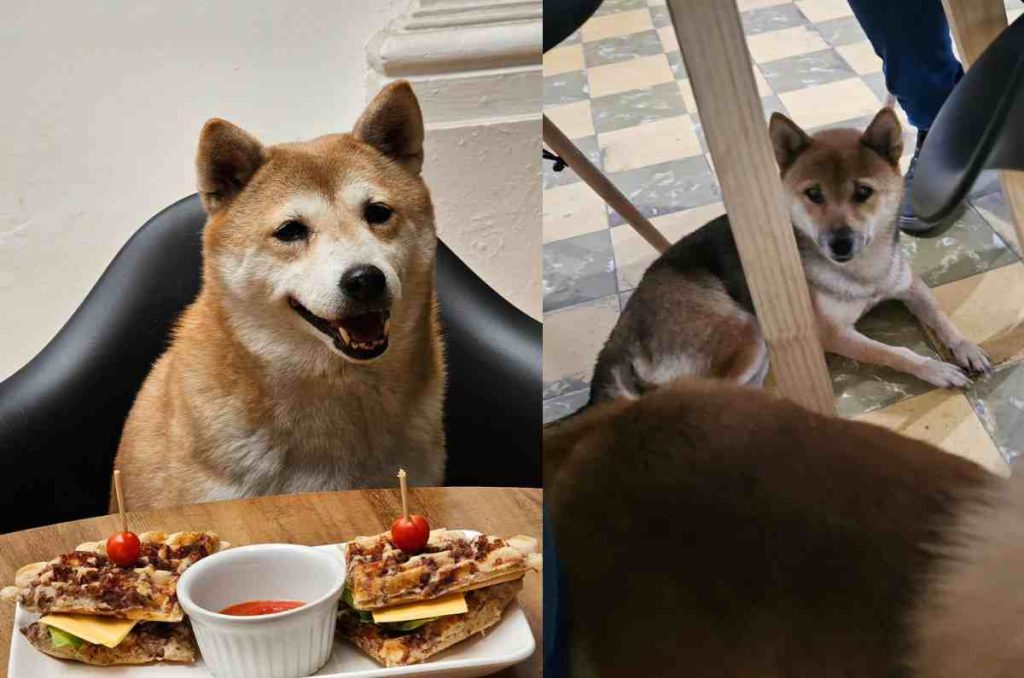 Cafetería Tetsu-Hi, donde el café y la compañía de los Shiba Inu se fusionan. 