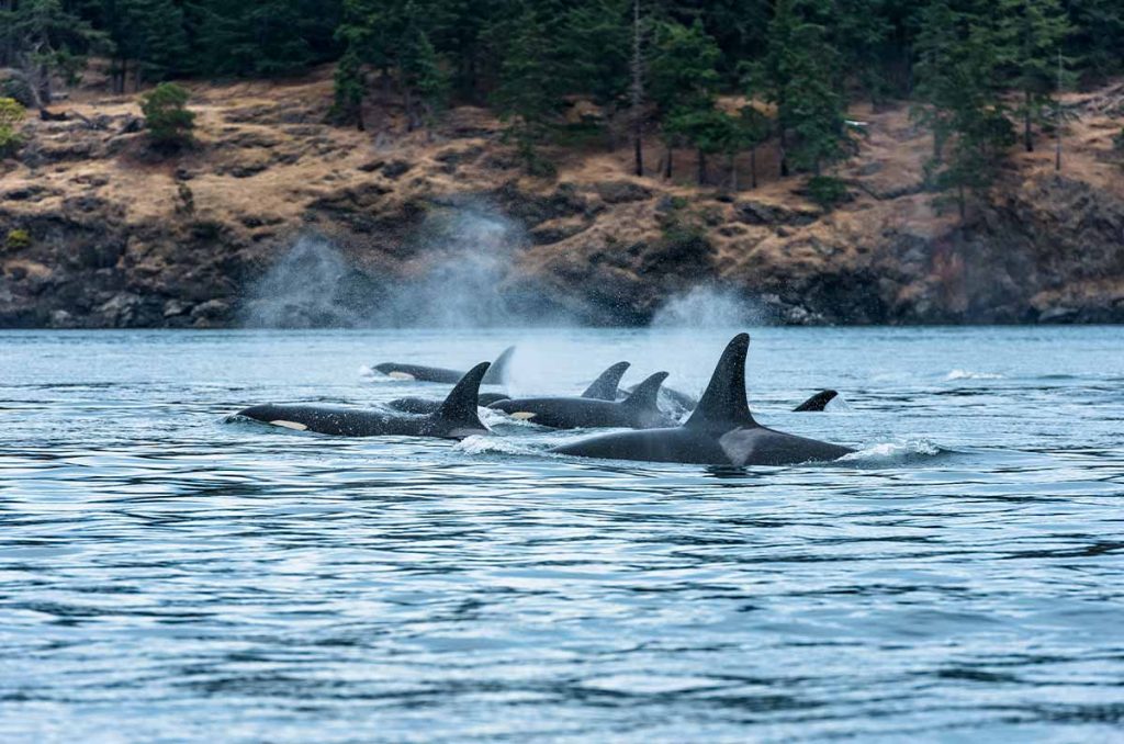 Ballenas en Victoria