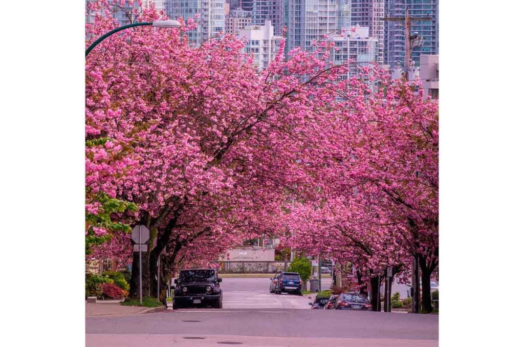Vancouver: cerezos en la ciudad