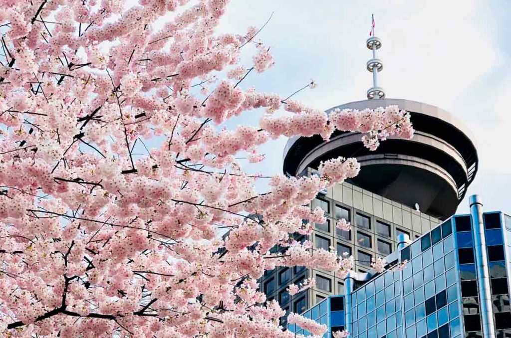 Vancouver: el mejor destino para ver cerezos