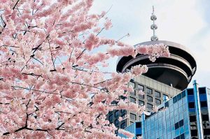 Vancouver: el mejor destino para ver cerezos en Canadá