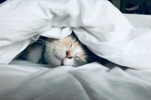 Los mejores productos para tu gato: antimanchas y antiolores