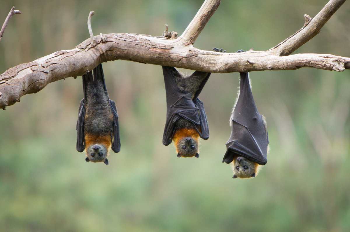 Festival del Bosque 2024: ¡Murciélagos gigantes, Batman y más! 🦇