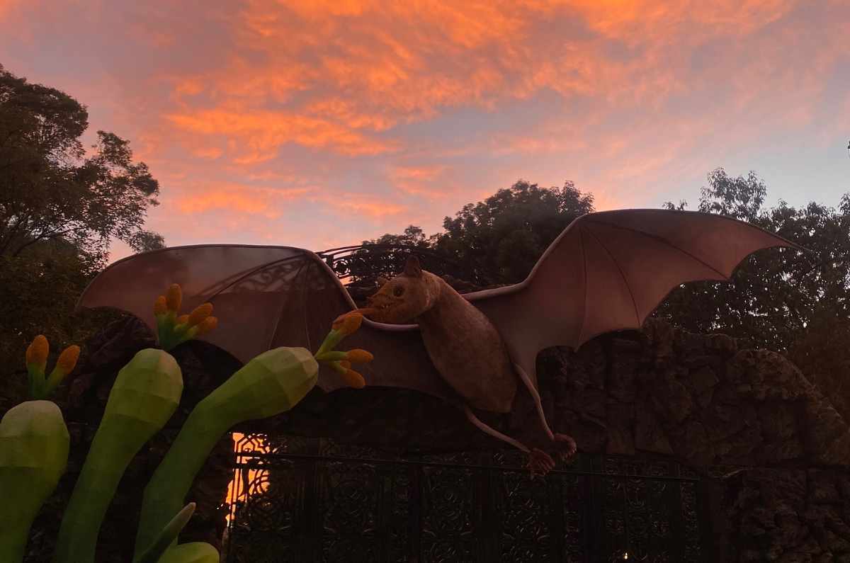 Habrá picnic nocturno con temática de murciélagos en Chapultepec