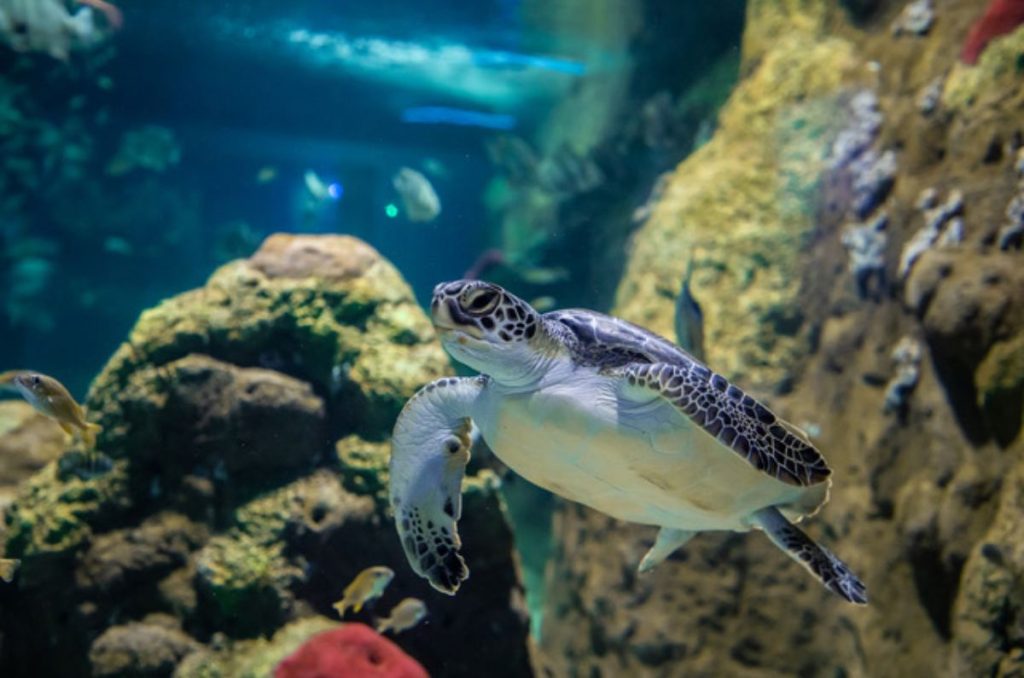 Venta especial de boletos en el Acuario Michin