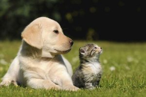 ¡Cuida a tu mascota! Participa en la jornada de vacunación antirrábica