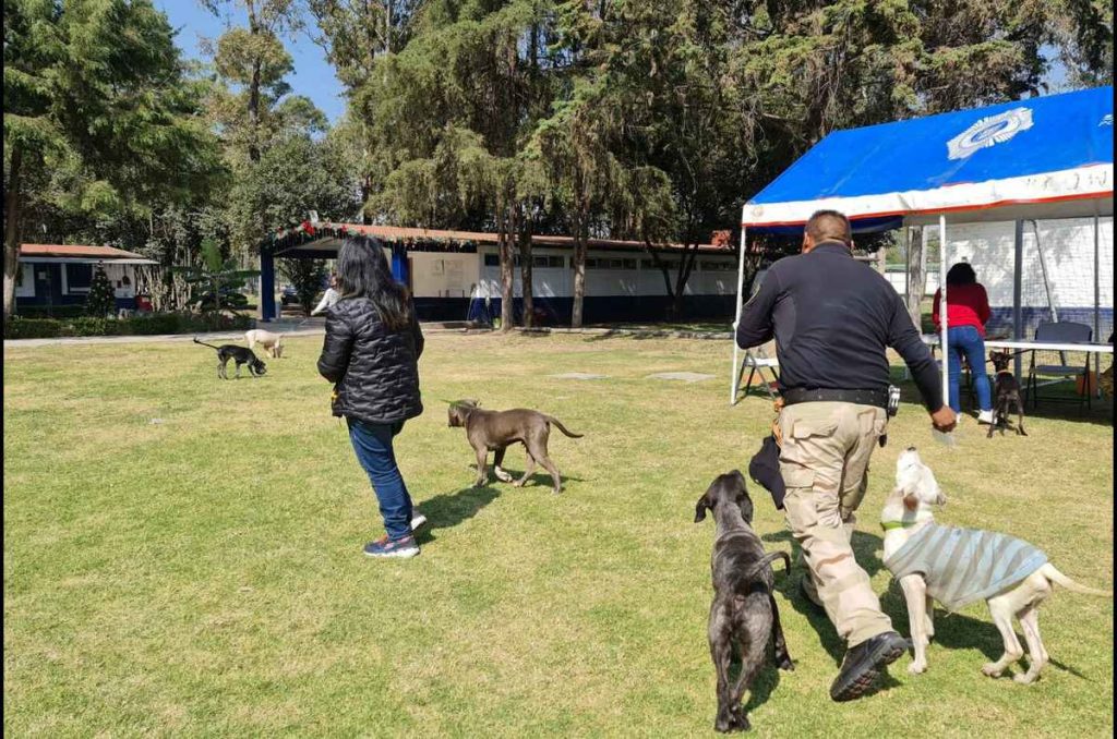 La SSC te invita a adoptar un perrito en CDMX