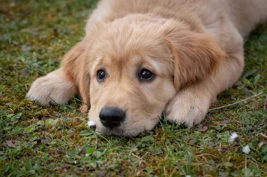 ¿Estás listo para abrir tu corazón y tu hogar a un nuevo amigo peludo? Acércate a un refugio para encontrar a tu compañero ideal.