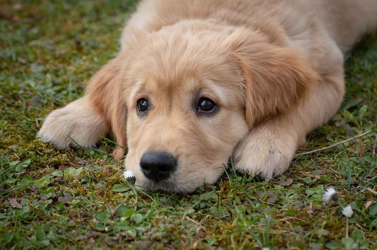 Guía para adoptar un cachorro: comida, vacunas y veterinario