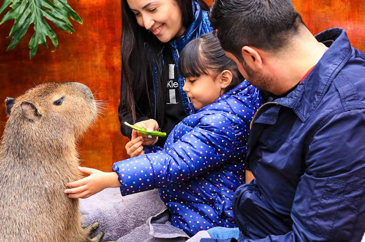 Festival del Día del Niño en Acuario Michin: Luchadores, magos y más