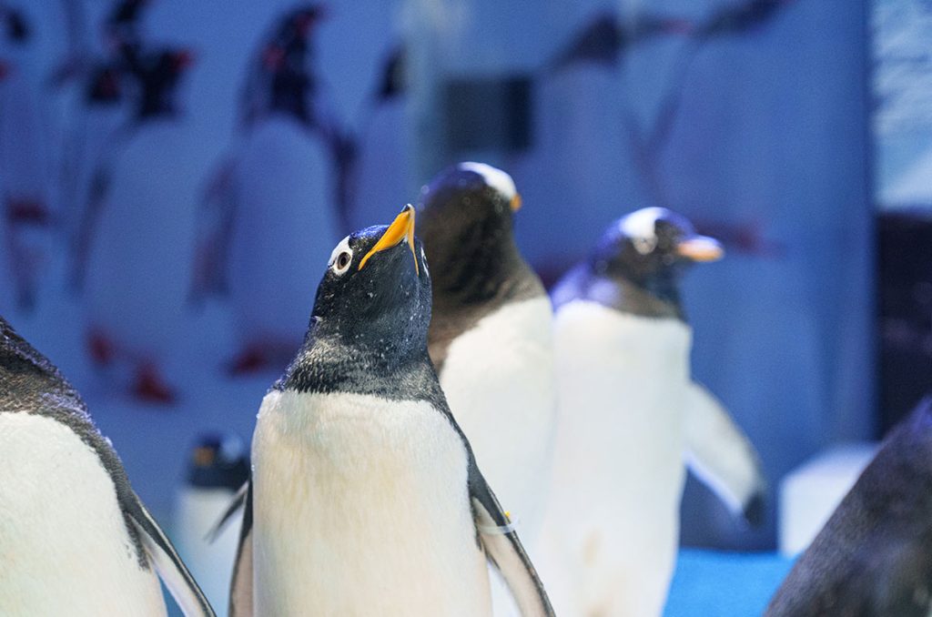 ¡Estas vacaciones sumérgete en diversión en el Acuario Inbursa!