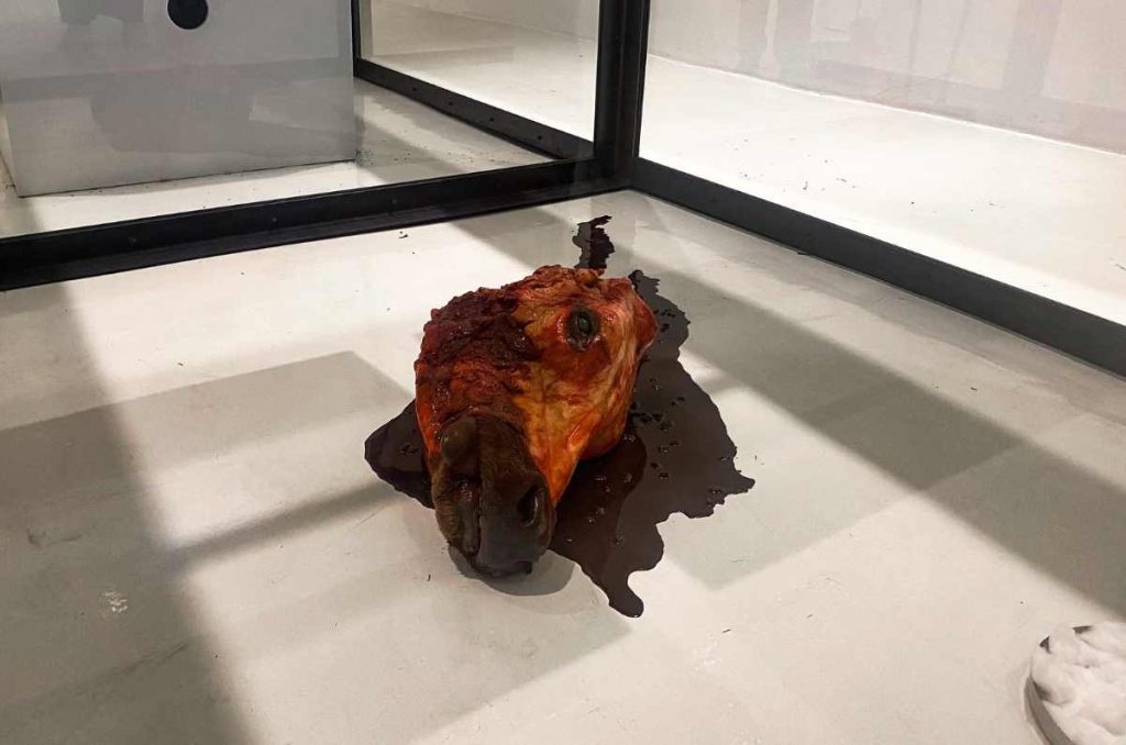 exposición gratis damien hirst cdmx