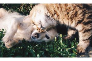 ¿Qué hacer ante un golpe de calor en nuestras mascotas?