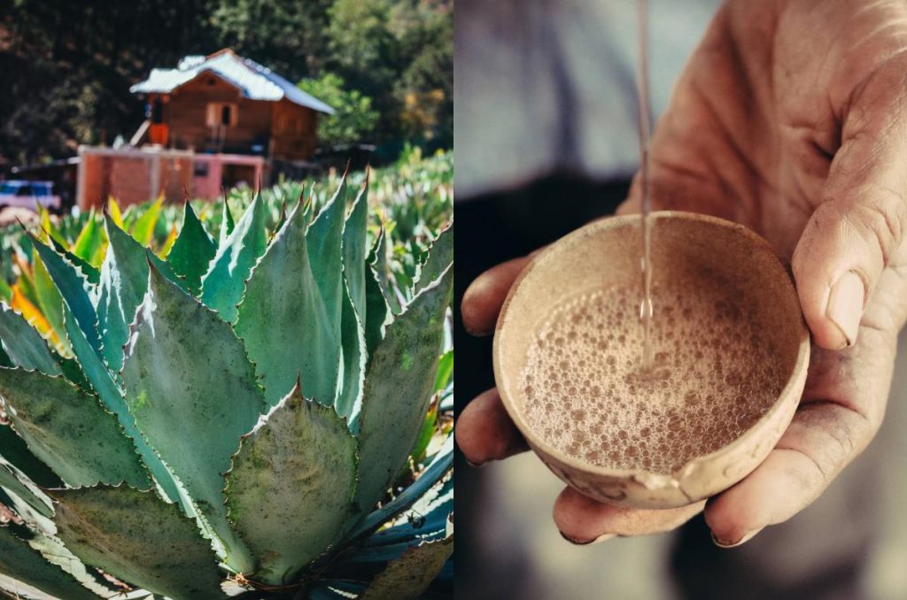 Ya hay fecha para el Mezcal Fest 2024 edición “Los Mezcales del Norte”