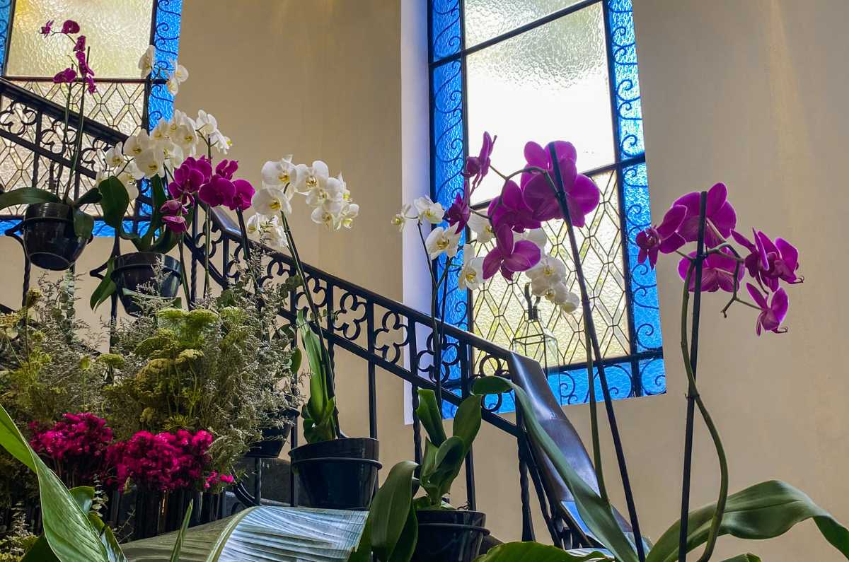 orchid-house-cdmx