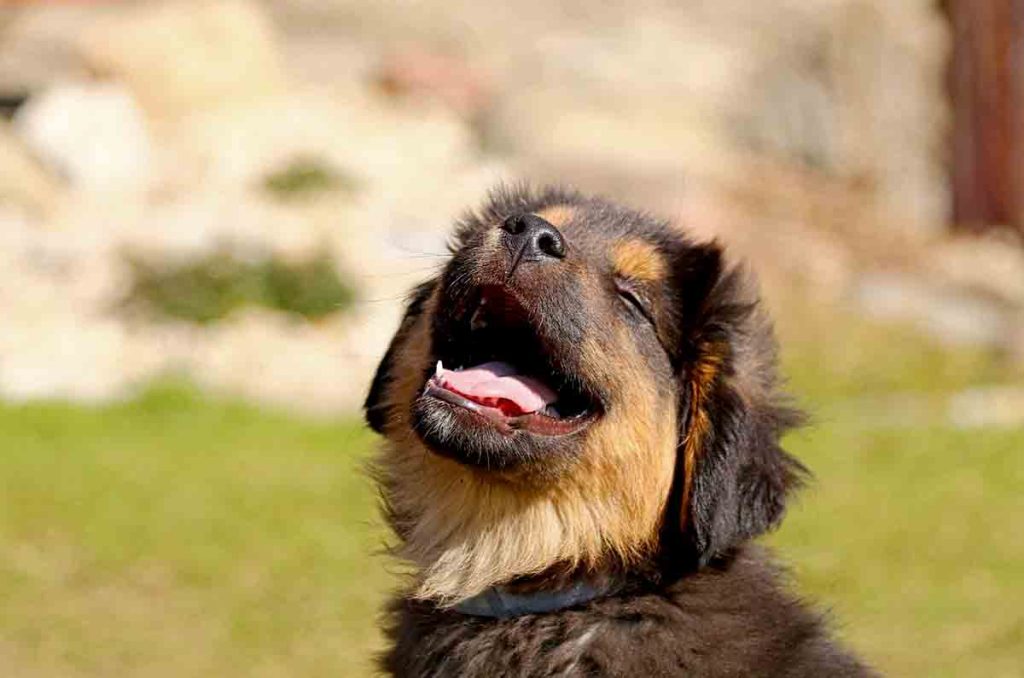 Dog Chow Gran Comienzo el alimento ideal para el desarrollo saludable de tu cachorro desde el primer día