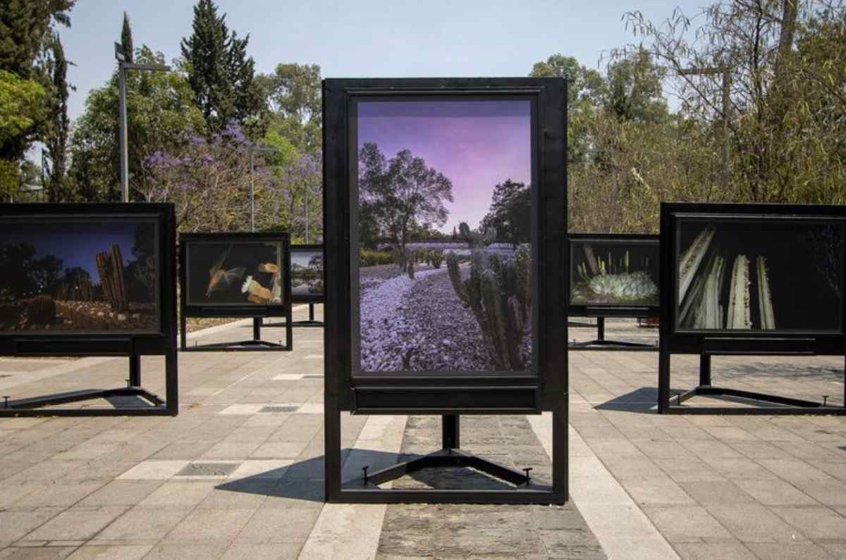 Foto: Bosque de Chapultepec