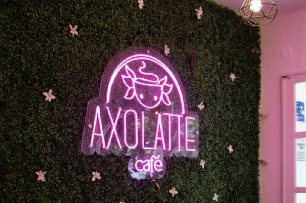 Axolatte Café: la cafetería temática de ajolotes en la Del Valle