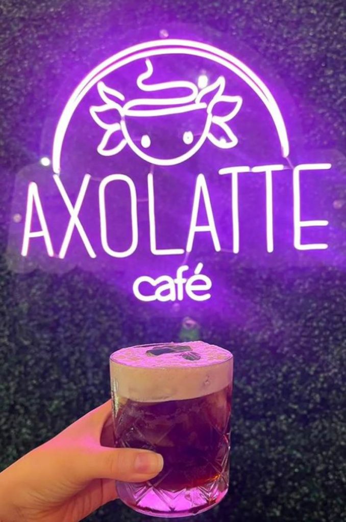 Axolatte Café: la cafetería temática de ajolotes en la Del Valle 