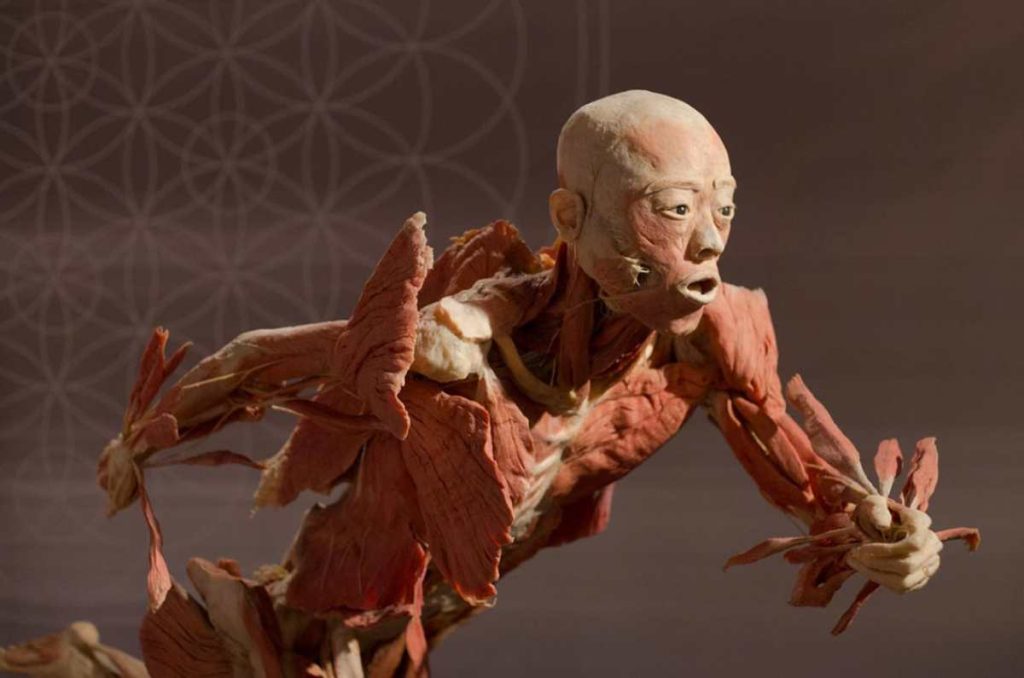 Our body: Exposición del cuerpo humano en CDMX ¡Ve más de 150 órganos!