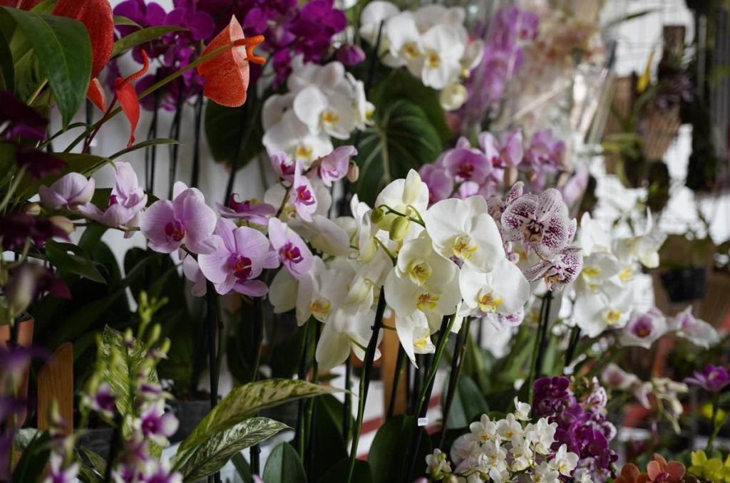 exposición de orquídeas en museo franz mayer 