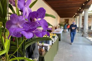 Exposición de Orquídeas en el Museo Franz Mayer
