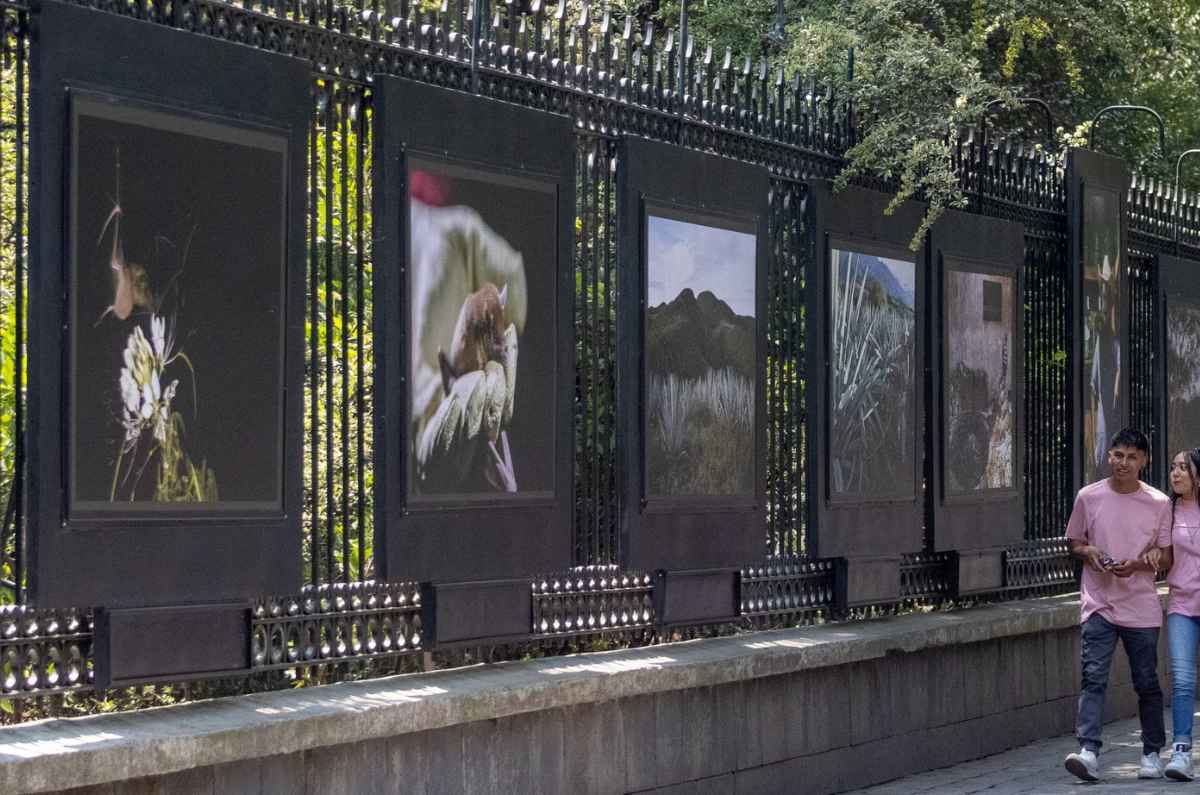 Foto: Bosque de Chapultepec