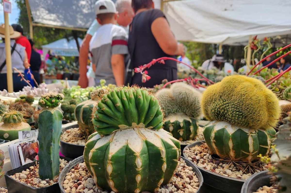 Foto: Festival Cultural de las Cactáceas / APC México