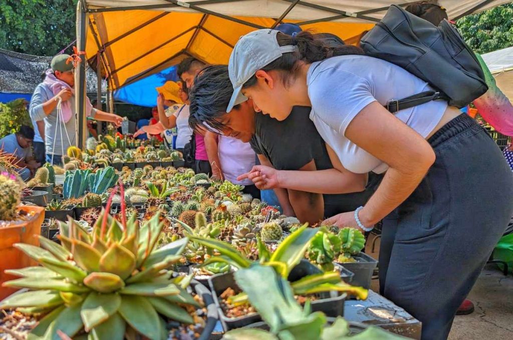 festival de cactáceas cdmx