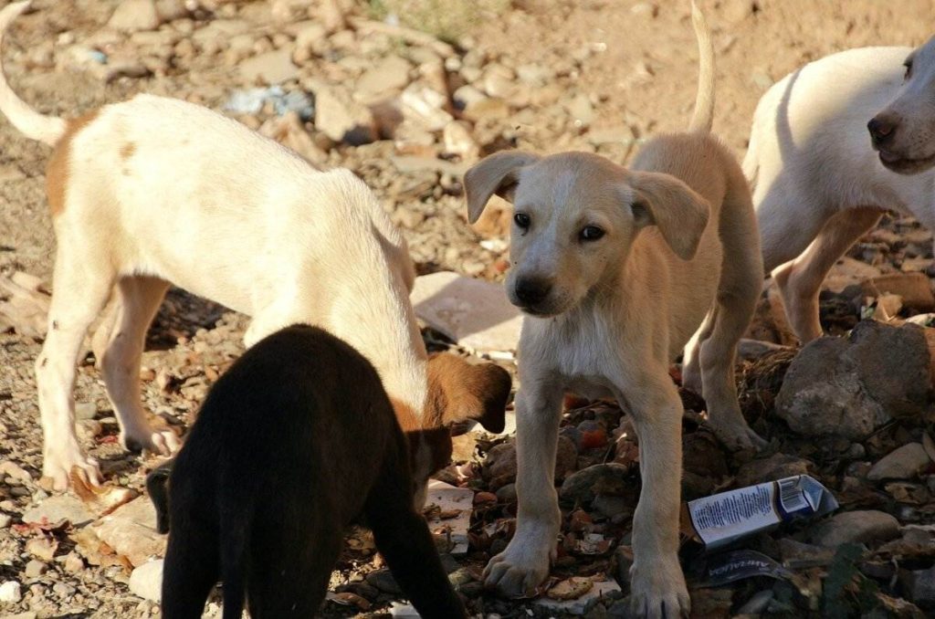 Apoyarán a personas que rescaten animales callejeros en la CDMX