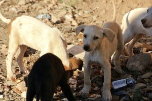 ¡Recompensarán a personas que rescaten animales de la calle en CDMX!