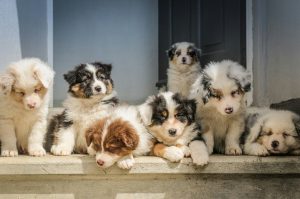 Lánzate a Texcocan, la feria canina y de animales de compañía de Texcoco