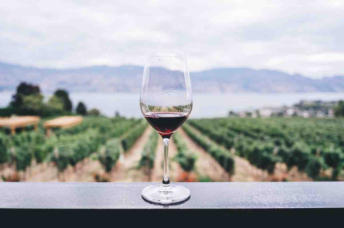 La novena edición de Tinto Bajío trae nuevas vinícolas del Estado de Guanajuato