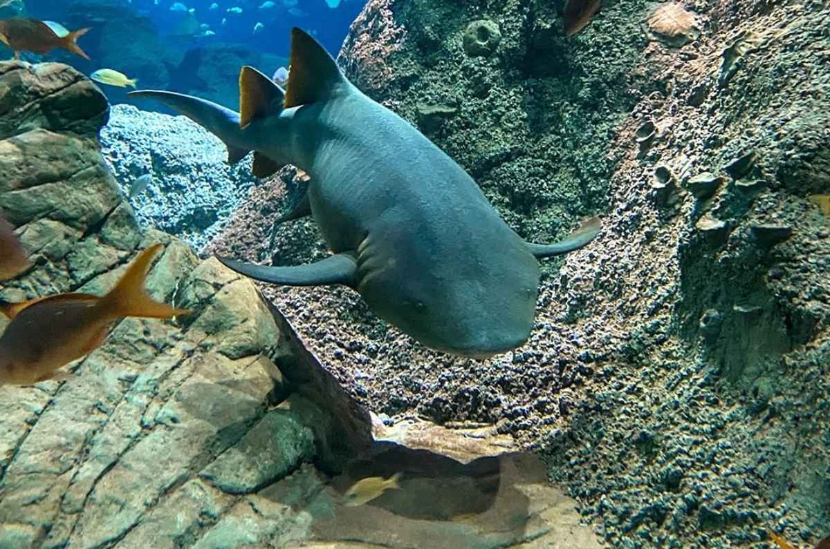 cuanto-cuesta-visitar-el-acuario-michin-puebla-1