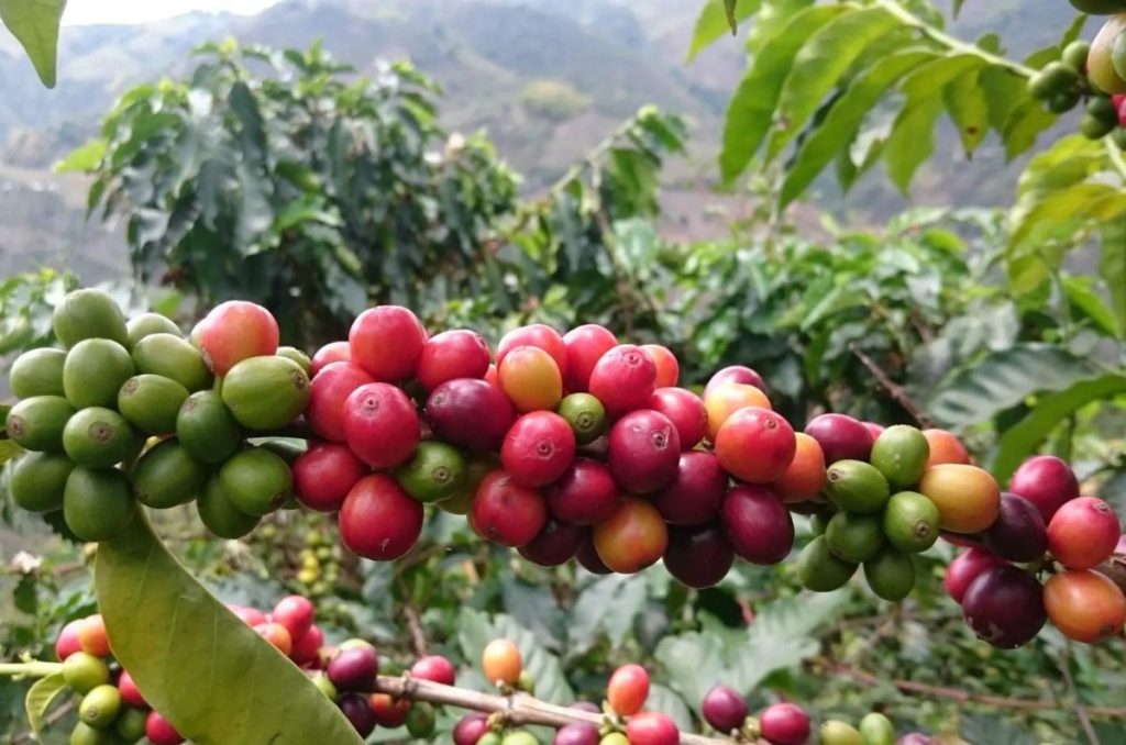 Conoce el Eje Cafetero colombiano: te traemos una ruta de ensueño entre cafetales y naturaleza. Una guía esencial para vivir la experiencia cafetera auténtica.