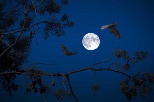 Acampa bajo las estrellas en esta Noche de Murciélagos en CDMX