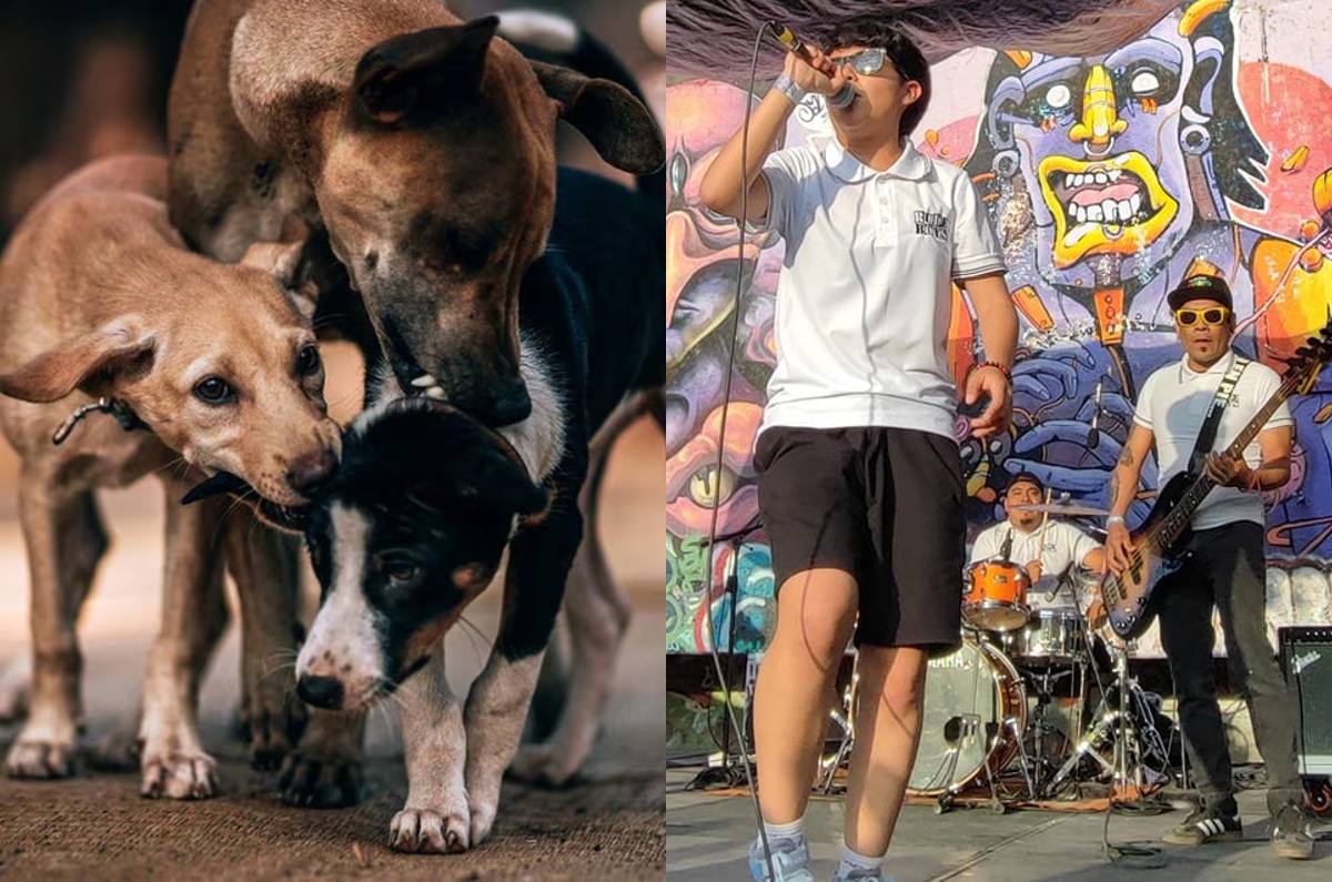 dia-del-perro-callejero-un-ladrido-de-vida-cdmx