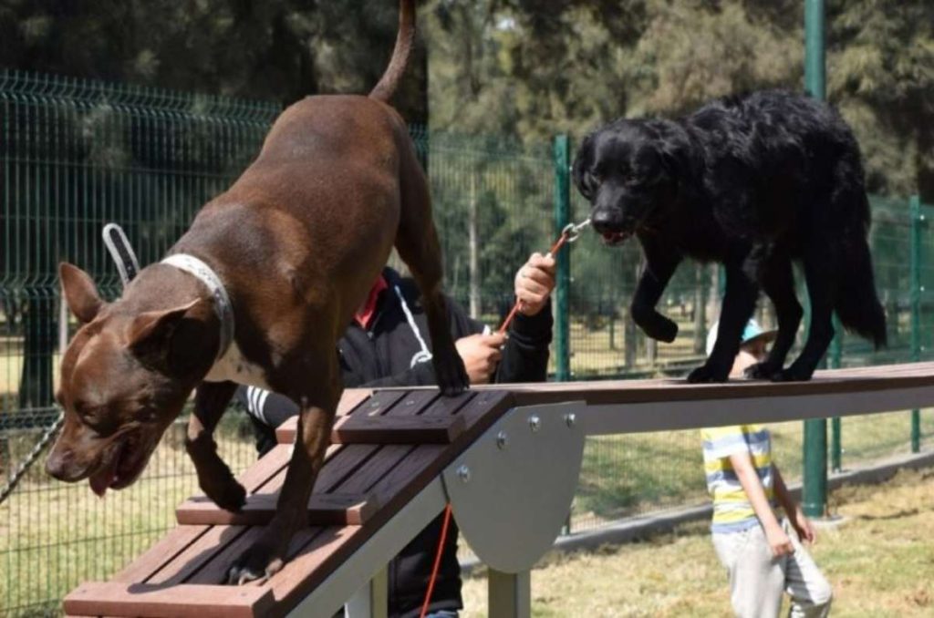 Perrotón Pilares 2024: caminata perruna, concursos y más actividades gratis