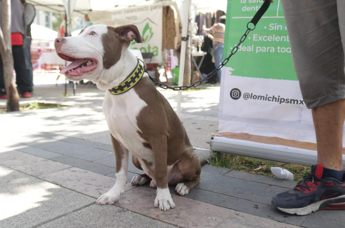 ¡Lleva a tu perrhijo! Can Fest ofrecerá servicios gratuitos para mascotas en CDMX