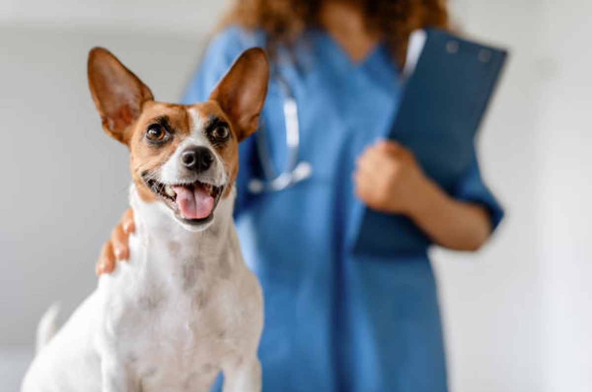 Bye Bye Friend: Huellas para una larga vida de las mascotas