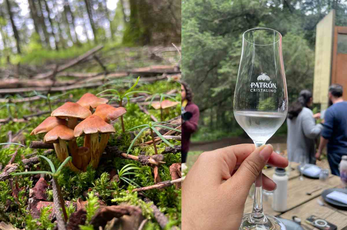 Recolección de hongos en Cubo: gastronomía y naturaleza con Tequila Patrón