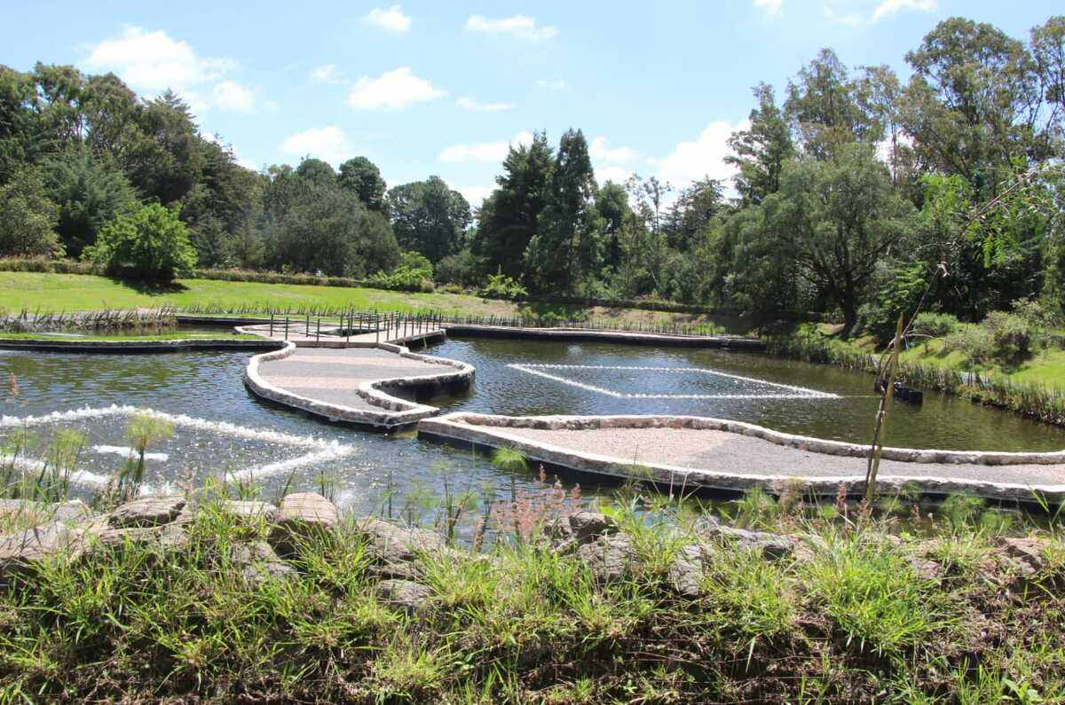 Conoce el Bosque del Ajolote en Puebla
