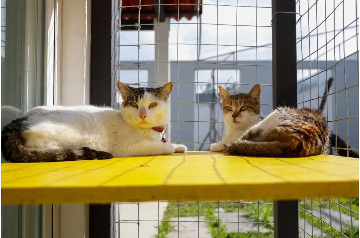 Centro Michigan y Espacio de Fauna Silvestre abre sus puertas para la protección animal