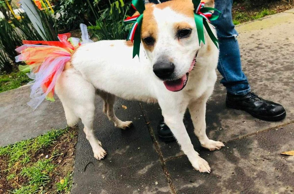 Kérmes patriótica perruna en CDMX