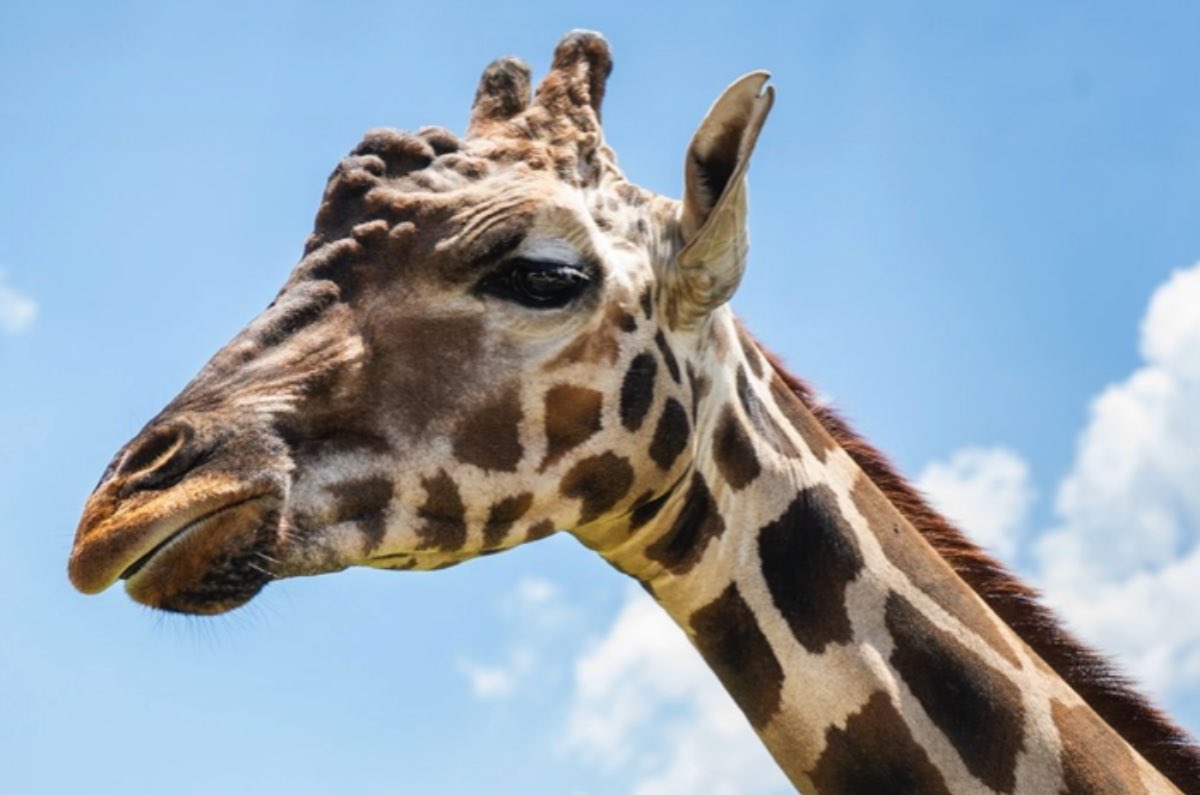 reino-animal-3
