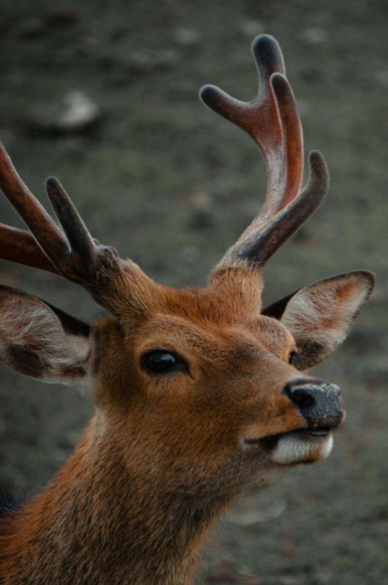 reino-animal-4
