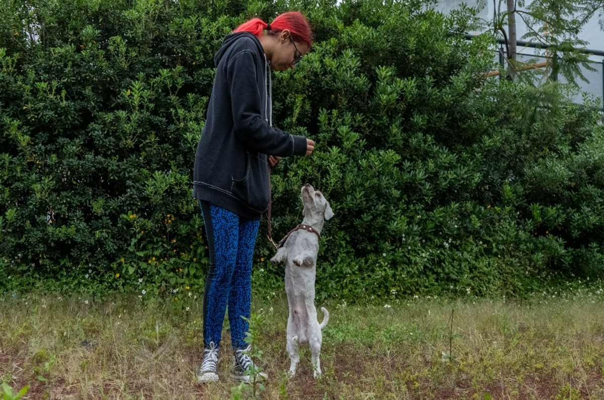 Clases gratis de adiestramiento canino en CDMX