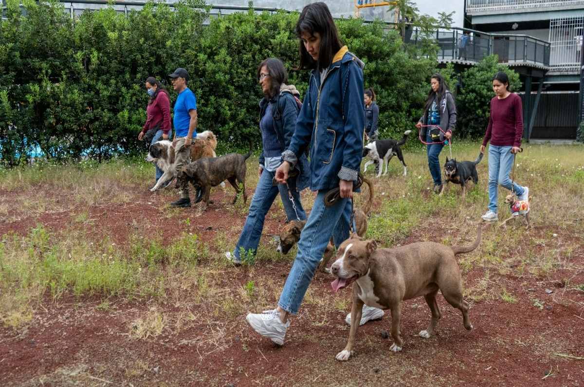 ¡PILARES ofrece clases de adiestramiento canino GRATIS en la CDMX!