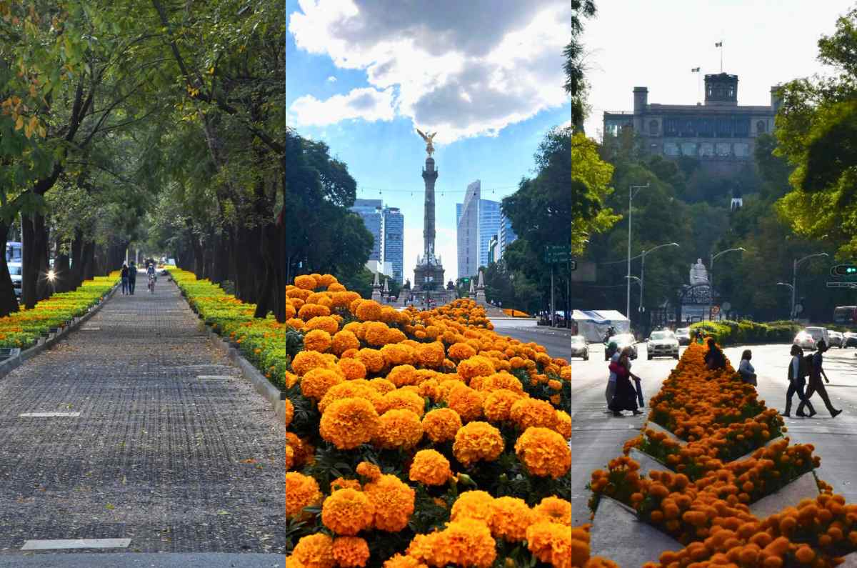 Ya hay flores de cempasúchil en Paseo de la Reforma. ¡Arma tu ruta de fotos!