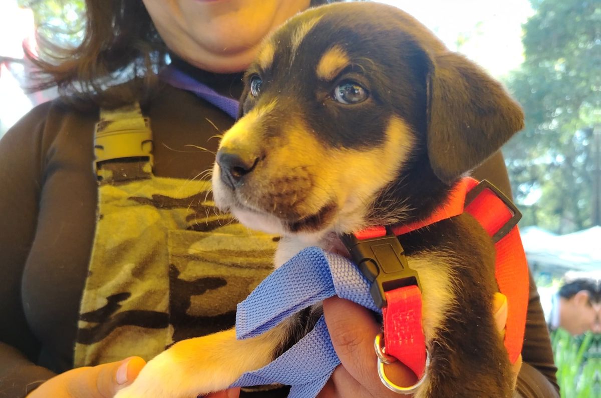 mars-pedigree-primer-fin-semana-global-adopcion-cdmx-3